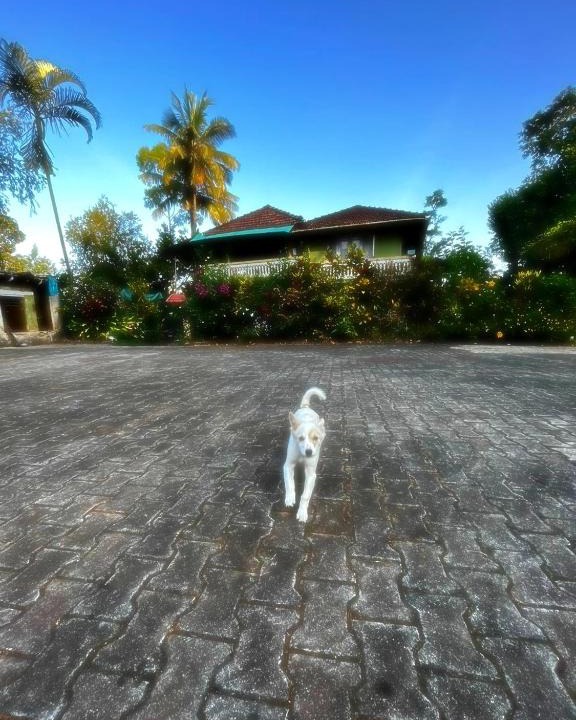 Kaimane House | Choorimotte Homestay