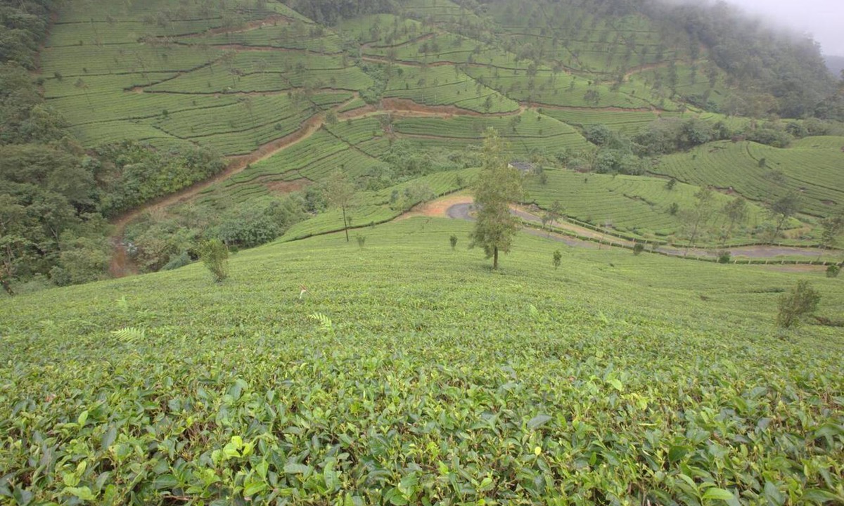 Moolakadai Hotel | Grand Plaza Munnar