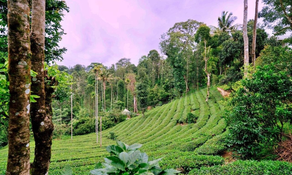 Devikolam Resort | The Feel Munnar Resort
