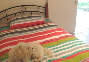 Mudjimba Beach House pets allowed inside & walk to surf beach in Mudjimba