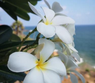 Kuzhuppilly Resort | CHERAI LAKE RESORT