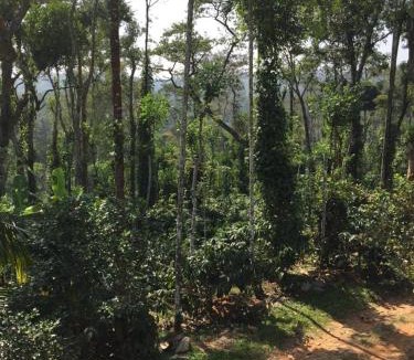 Ontiyangadi House | Coorg -Kunji Phad River View Homestay