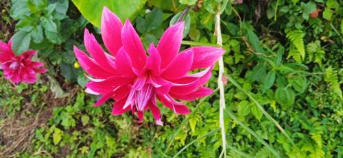 Lebong and Mineral Spring Tea Garden House | Dawaipani Dreamers - The Readers Retreat