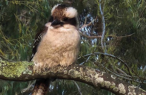 Emerald House | Emerald Kookaburra Hideaway