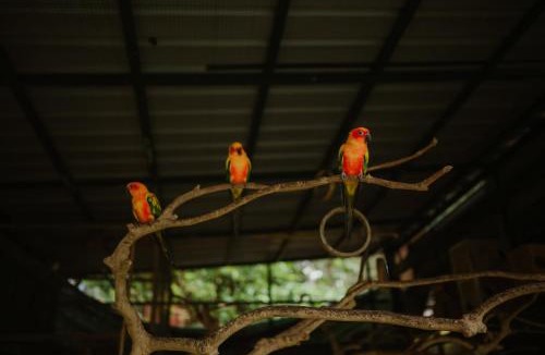 Kalpetta Other | Greenex farm Resort
