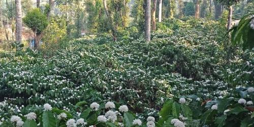 Madikeri Cabin | Kotekad estate stay