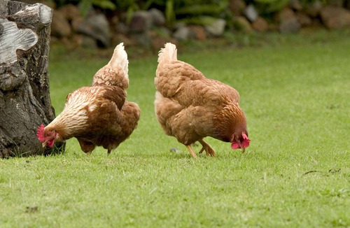Margaret River Cottage | Peppermint Brook Cottages