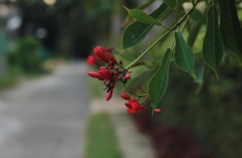 Vedic Village House | Spa Villa at Vedic Village