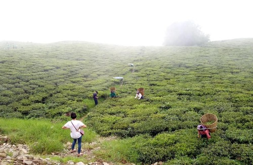 Namchi House | Temi Kothi Homestay