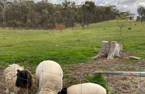 Argyle Other | Tiny Home on a Hill overlooking the sheep and the dam!