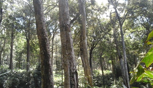 Ambady Estate in Devikolam