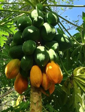 Best kerala homestay 1