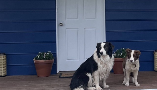 Cosy Pet Friendly Beach Cottage in Golden Beach