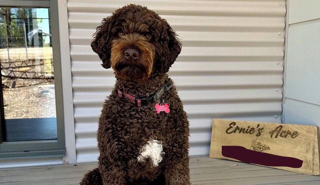 Ernie's Acre, sit back and relax in this calm, stylish space, pet friendly. in Watervale