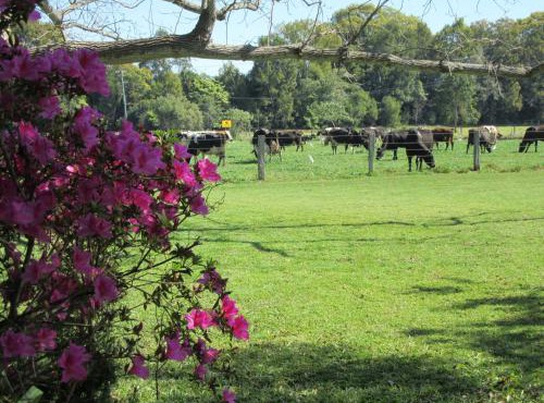 Greenfields in Fernmount