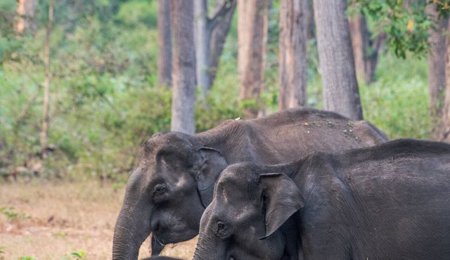 KAAV Safari Lodge in Heggadadevankote