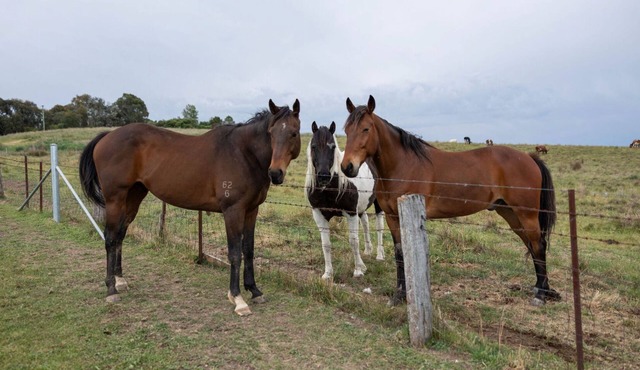 Luxury Romantic Farm Stay, Feed the horses roam the acreage 12 mins to Orange in Shadforth
