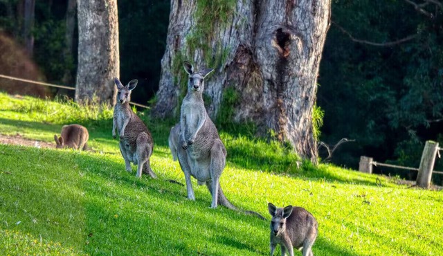 Private room adjacent a Kangaroo filled valley. Near Melbourne Airport. Pets ✓ in Broadmeadows