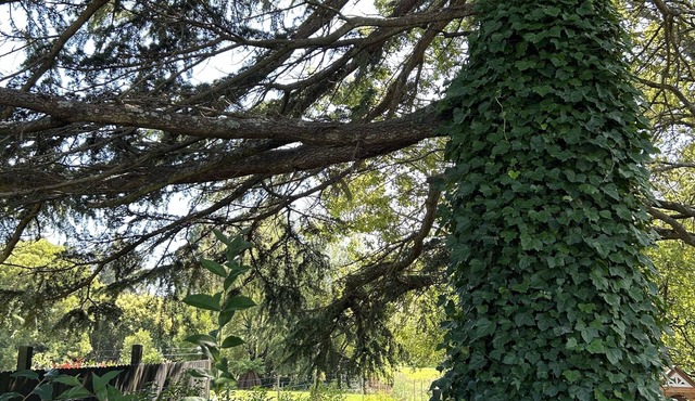 Romantic Apple Tree Lane in Bowral