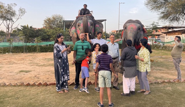 Room 2 - You can spend time with elephants by going close them