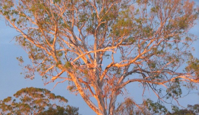 Tambo Trails through the Ringbark in Johnsonville