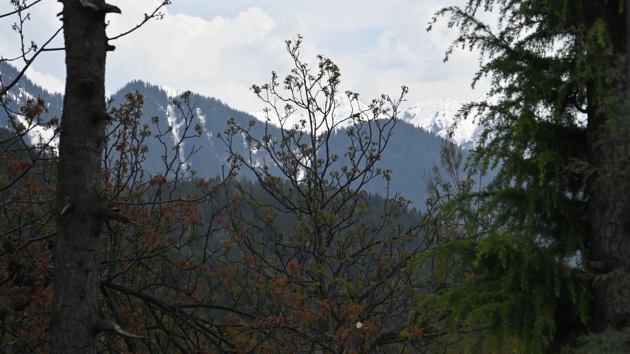 Photo of Others in Laripora