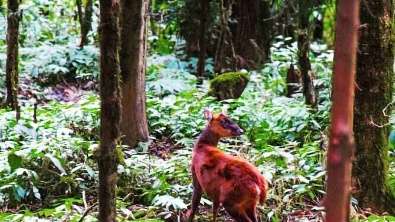 Photo of Others in Darjeeling