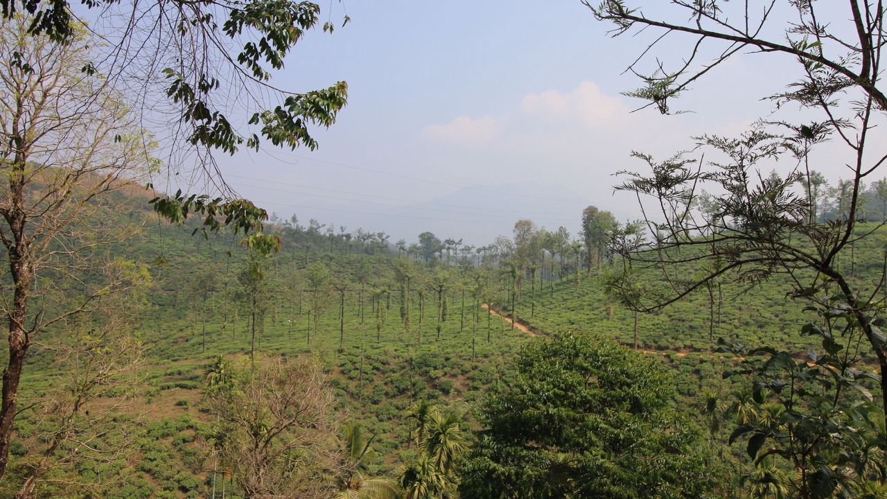 Photo of Outdoor in Kalpetta
