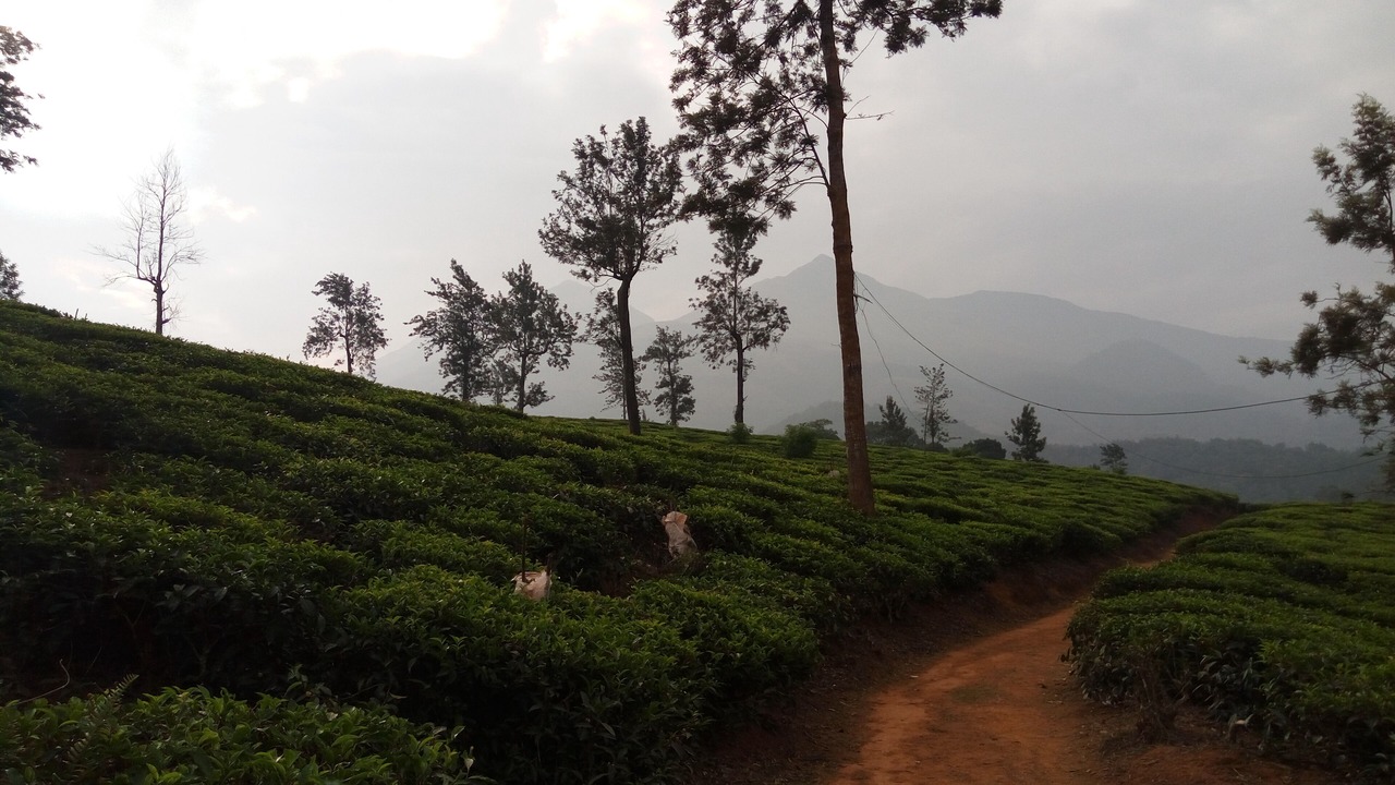 Photo of Outdoor in Kalpetta