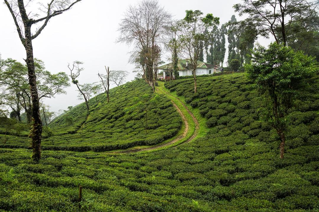 Photo of Others in Ging Tea Garden