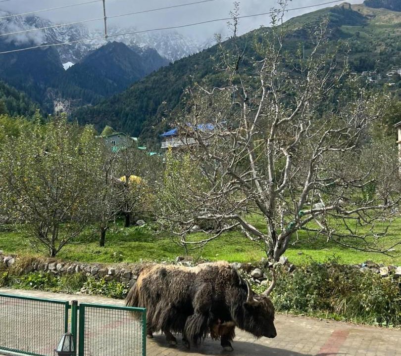 Photo of Others in Manali