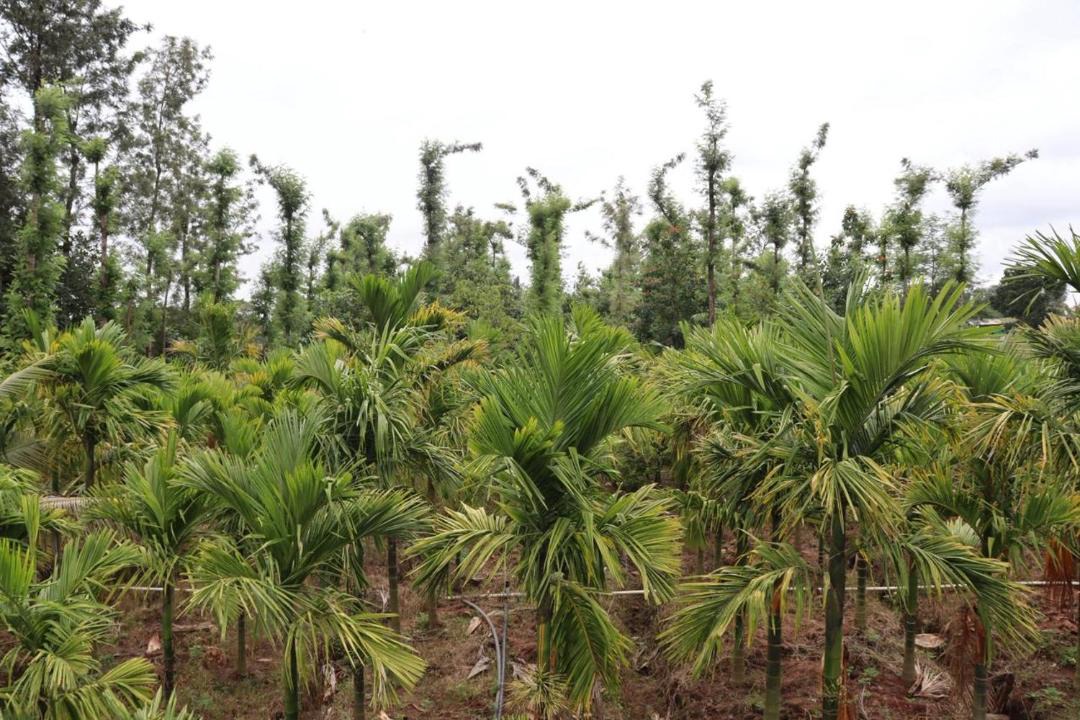 Photo of Others in Piriyapatna