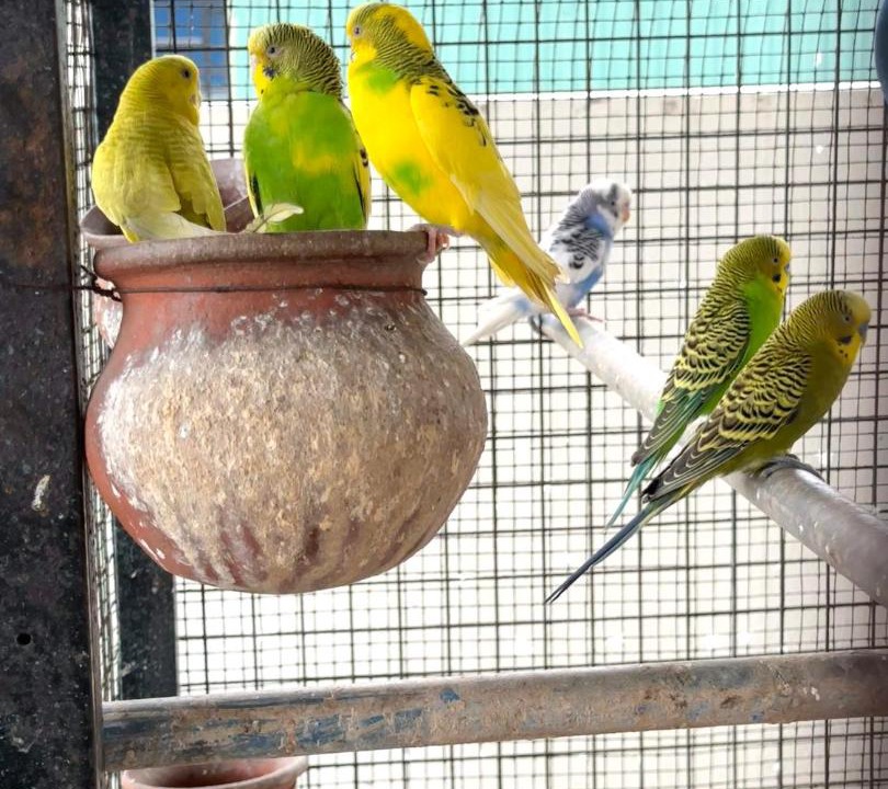 Photo of Others in Nanganallur