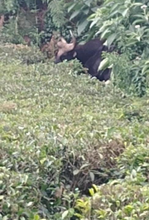 Photo of Others in Ithalar