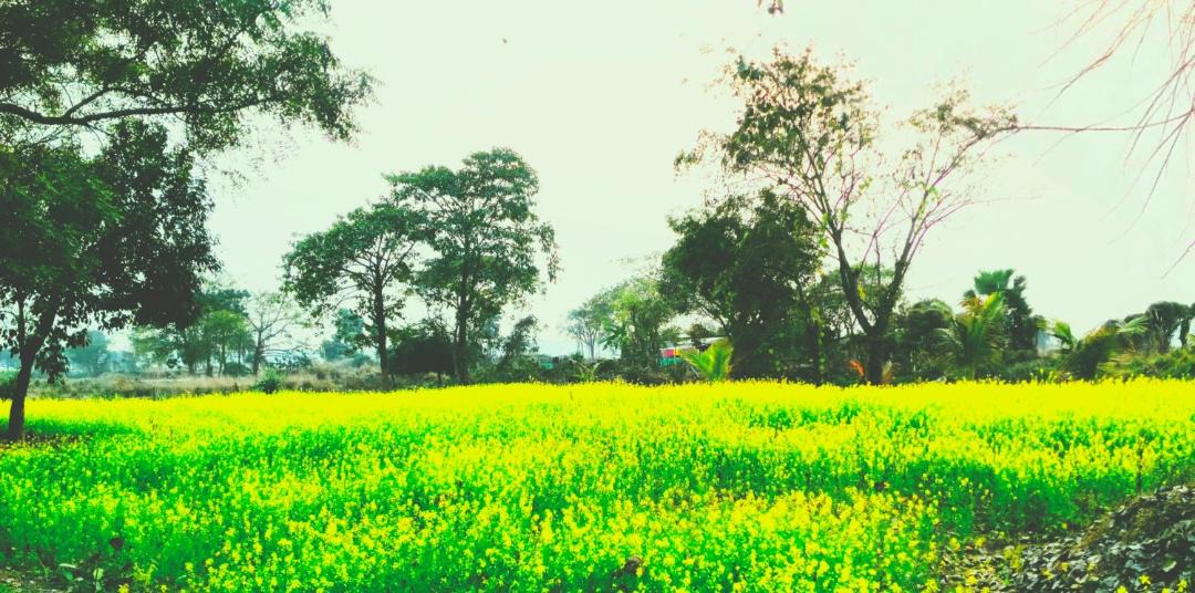 Photo of Others in Ilam Bazar