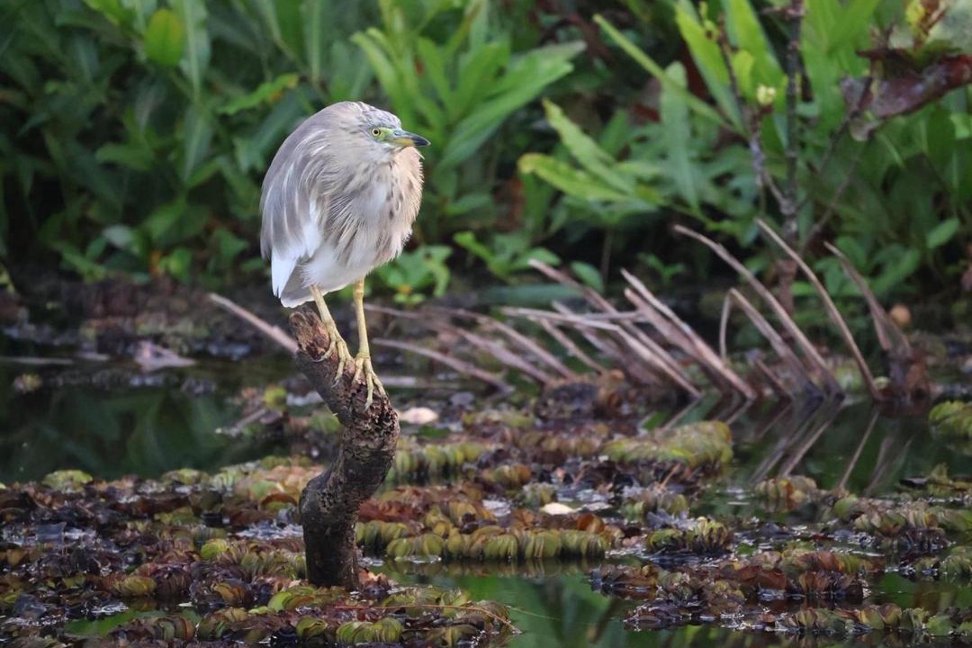Photo of Others in Munroe Island