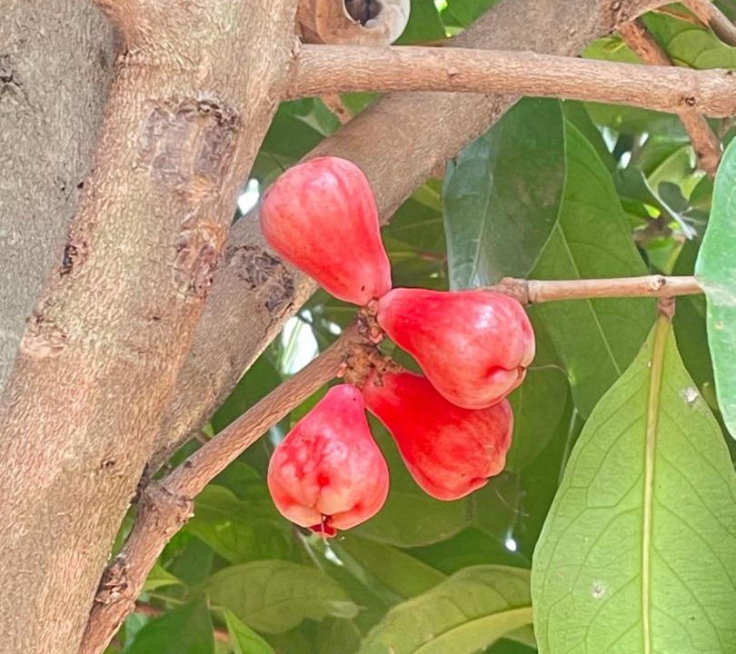 Photo of Outdoor in Shrirangapattana
