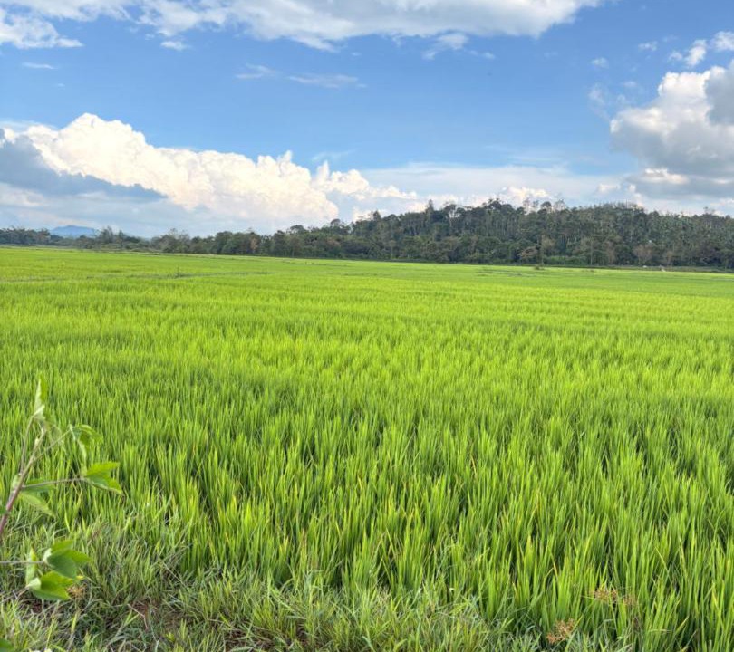 Photo of Others in Sakleshpur
