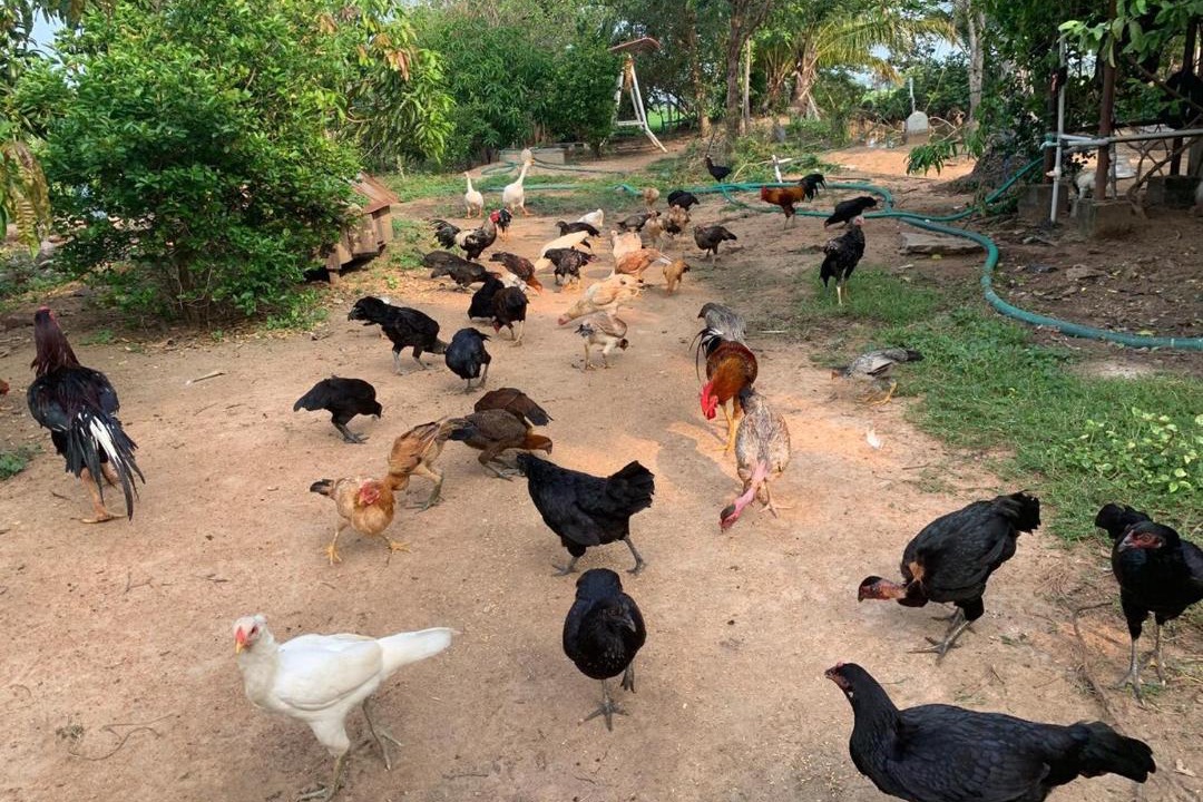 Photo of Others in Aranthangi