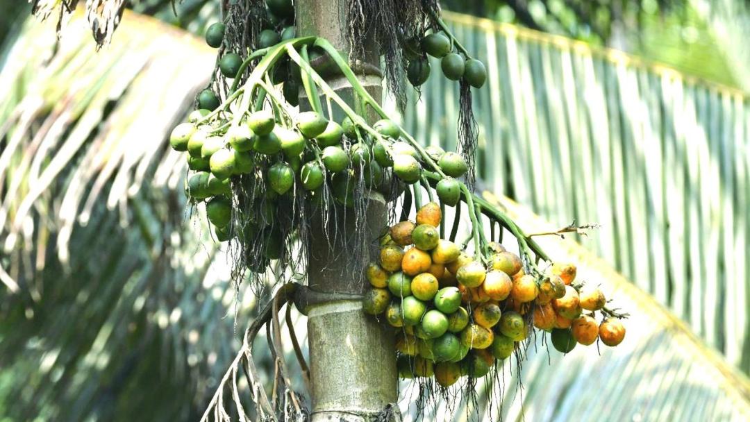 Photo of Others in Kothamangalam