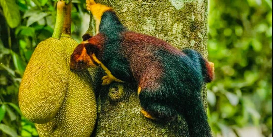 Photo of Others in Thekkady