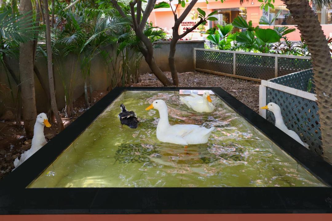 Photo of Others in Narayanappa Garden