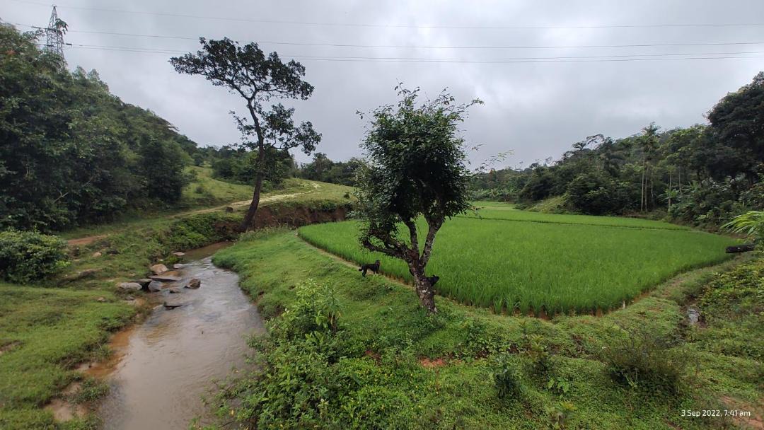 Photo of Others in Sakleshpur