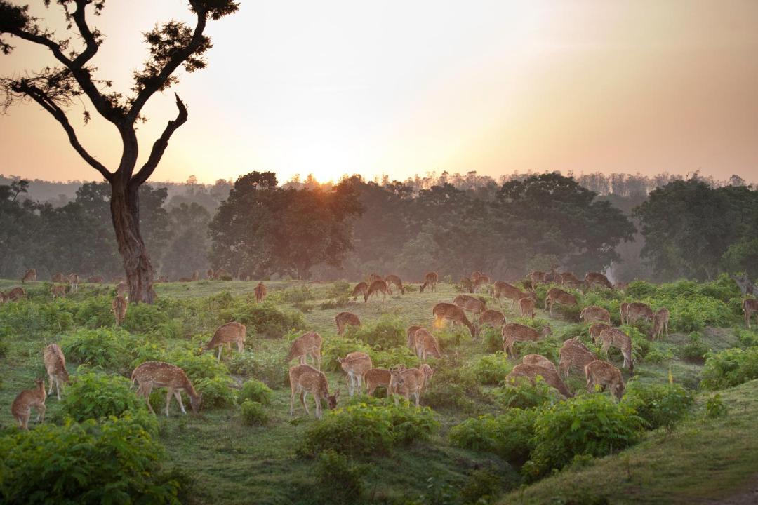 Photo of Others in Bandipur