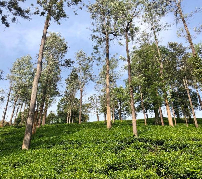 Photo of Others in Mananthavady