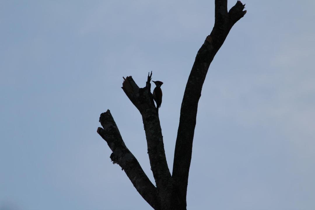 Photo of Others in Sangameswarpet