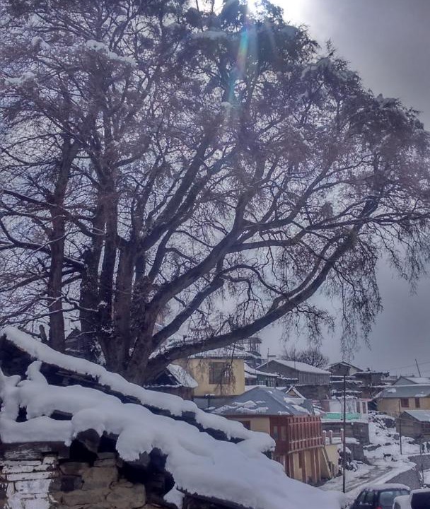 Photo of Others in Kalpa