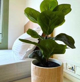 Superior Single Room