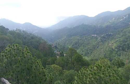 Dharampur Hotel | Hotel Pine View