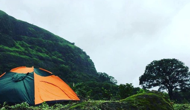 Canary Forest Camping in Paud